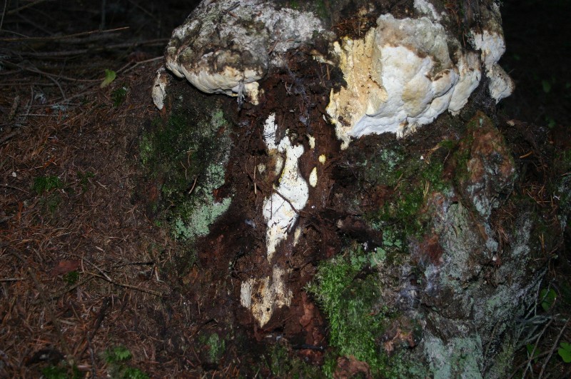 Antrodia? (Antrodia alpina)